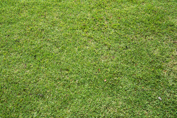 Close-up of green grass background