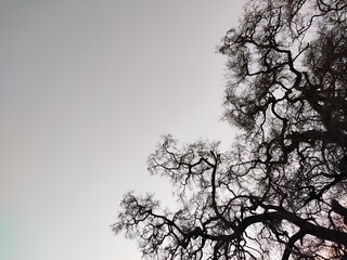 silhouette of a tree