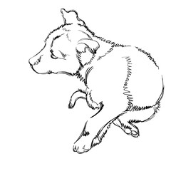 The Portrait of a Cute Little Puppy on White Background. Monochrome Vector Illustration of a Beautiful Sketched Small Dog. Free Hand Draw. Freehand Realistic Drawing. Linear Sketch. Animal Art
