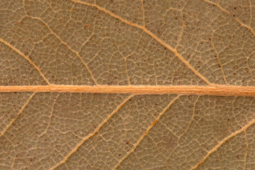 Naklejka na ściany i meble Dried leaf of a plant close up. Leaf texture. Drawing on a leaf of a plant.