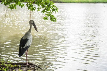 Egret with swamp on summer background