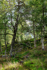 Trees in a forest with a meadow around it