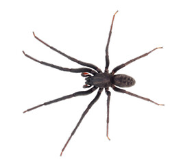 Green-fanged tube web spider isolated on white background, Segestria florentina