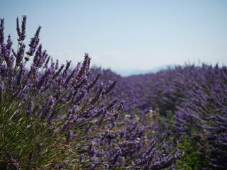 Provence 