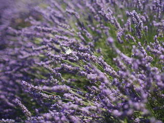 Provence 