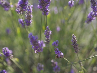 Provence 