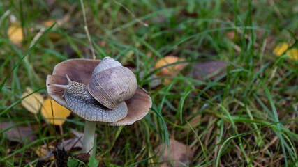Funny brown and white striped escargot snail (Helix pomatia) glides over an edible mushroom in the autumn forest. Wonderful wildlife.