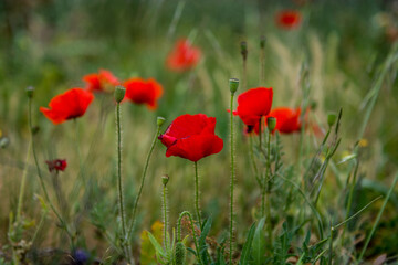 Poppies growing in a field. Green grass, yellow, red flowers