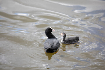 Coot feeding a baby coot