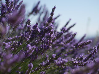 Plateau de Valensole