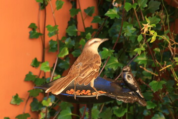 A small bird eating from the bird feeder that I put together in the garden of my house in Bahia Blanca Argentina