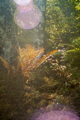  in the forest red fern in the rays of the bright sun
