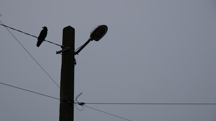 Silhouette of a crow sitting on wires near a pole