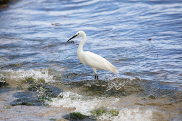 Little egret fishing amongst breaking waves