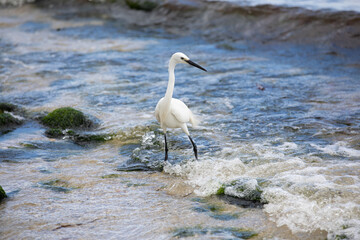 Little egret fishing amongst breaking waves
