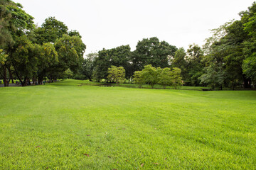 Fototapeta premium trees in the park