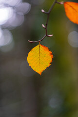 Obraz premium autumn leaves with bokeh background 