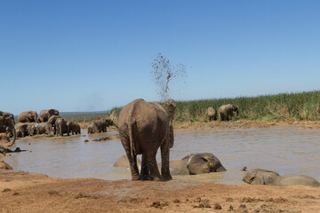 Fototapeta na wymiar Addo Elephant National Park: elephant spraying itself with water and mud to cool down at Hapoor Dam.