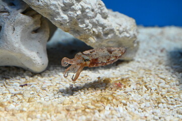 変なポーズで水底を泳ぐ小さなヒメコウイカの子供