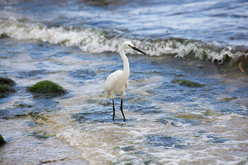 Little egret fishing amongst breaking waves