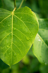 Fototapeta na wymiar close up of green leaf