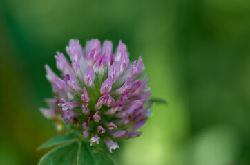 flower on a green background