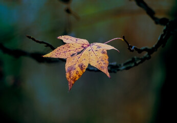 autunno 13 - l'ultima foglia di acero nel tardo autunno, spicca sullo sfondo scuro e freddo.