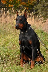 Doberman pet dog, a handsome Doberman, the dog performs the command, the dog on its hind legs,the...