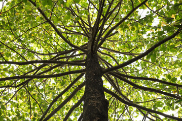 Fototapeta premium green leaves in the forest