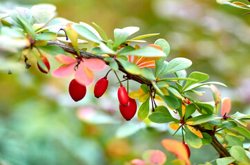 barberry on a branch