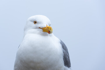 Herring gull at Schoodic Point in the Acadia National Park, Maine, United-States. 