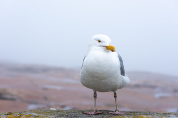 Herring gull at Schoodic Point in the Acadia National Park, Maine, United-States. 