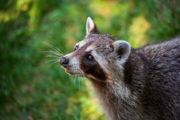 Portrait of lotor common raccoon