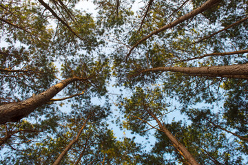 Fototapeta premium Pine forest with blue sky background 