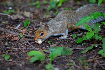 Grey squirrel on the ground with a peanut in its mouth