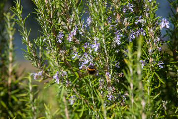 Herbal lavender flowers