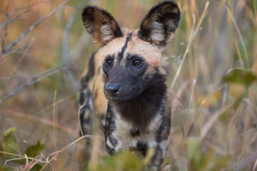 Close-up of an African wild dog in Kafue National Park