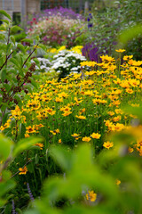 Garden flowers with Rudbeckia fulgida Zonnehoed