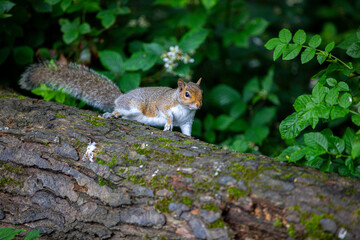 Grey squirrel running along a log 