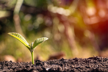 Growing plant,Young plant in the morning light on ground background, New life concept.Small plants on the ground in spring.fresh,seed,Photo fresh and Agriculture concept idea.