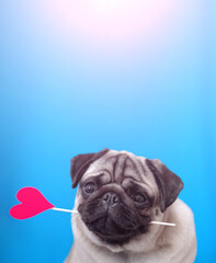 A lover chocolate valentine havanese dog holding a red heart in mouth isolated on white background