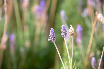 Close-up of lavender flowers in natural light