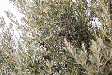 Olive trees in Douro Valley, Portugal