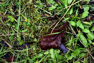 water droplets on the grass after rain