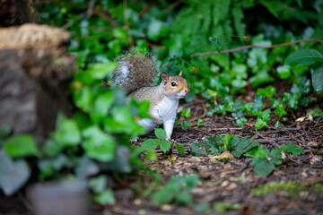 Grey squirrel on the ground, amongst some leaves