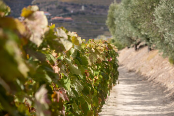 Autumn in Douro Valley, Portugal