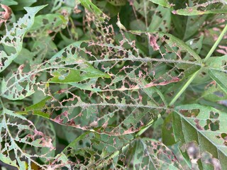 Multiple leaves that all been partially eaten by insects.