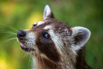 Portrait of lotor common raccoon © veroja