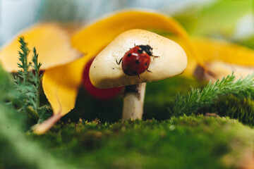 ladybug and mushroom in the forest