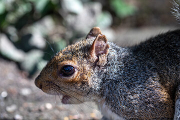Close up of a grey squirrels head